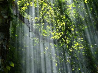 Kom tot rust met klassieke muziek en beelden van bos en heide