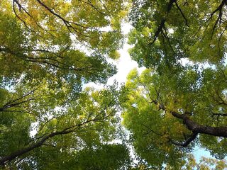 Zen in één minuut: Brahms Derde symfonie