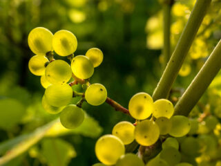 Druivenproductie verviervoudigd door klassieke muziek