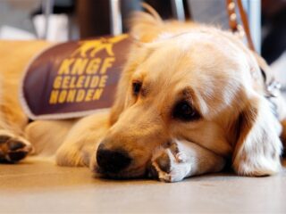 Dag van de geleidehond: deze muziek is voor je viervoeter