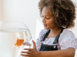 Goudvissen kunnen klassieke muziek herkennen