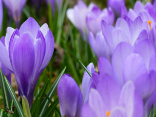 Topstukken: De vier jaargetijden van Vivaldi