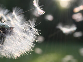 VIDEO: Reinhard Keisers Brockes-Passion in de NTR ZaterdagMatinee