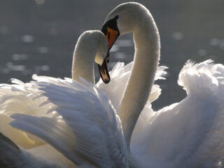 Romantische klassieke muziek