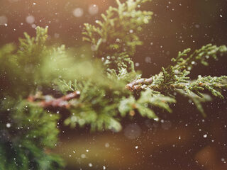 Combattimento speelt Manfredini's Christmas Concerto