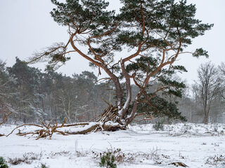 Winter Wonderland met Tsjaikovski, Vivaldi, Grieg en Bach