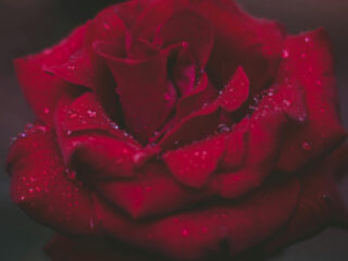 Topstukken: Stabat Mater van Pergolesi