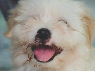 Huisdieren kalmeren door klassieke muziek