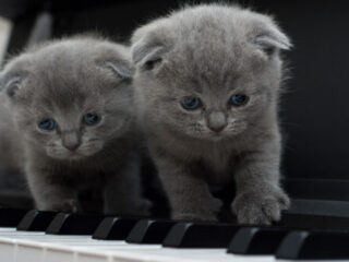 'Eerste symposium ooit' over katten en muziek