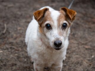 Hondenauditie voor Mozart