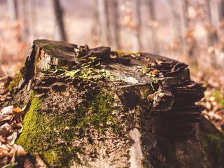 Zen in één minuut: Intermezzo voor piano van Brahms