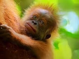 Secret Lives of Orangutans