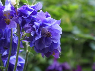 De Componist (van vrije geluiden)