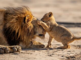 Deze muziek van Tom Howe hoor je in de natuurdocumentaireserie 'Parenthood'