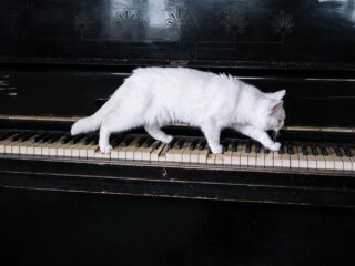 Dit wist je nog niet: 5 weetjes over de piano