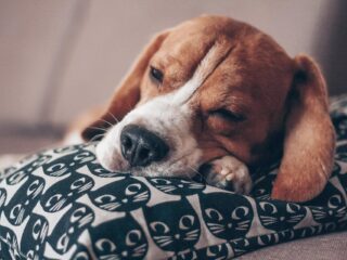 Radio Viervoeter: een kalme jaarwisseling voor jou en je huisdier