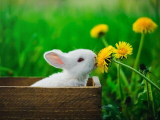 Speellijst: Muziek voor Pasen