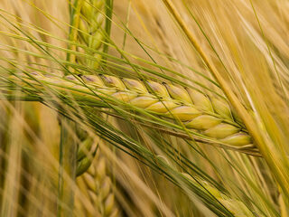 Zen in één minuut: Hawijch Elders speelt Bach