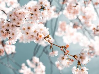 Deze muziek hoor je in de reclames van NPO Klassiek