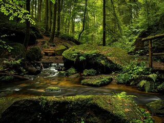 Zen in een minuut: Janine Jansen speelt Brahms