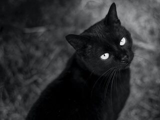 Deze componisten waren bijgelovig