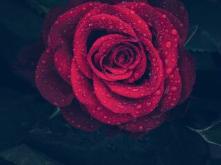 Bariton Robert Hale overleden