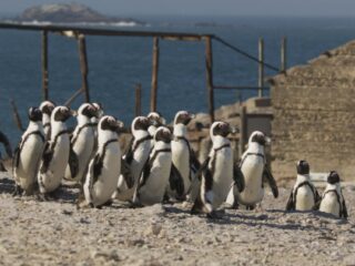 Deze muziek van Nainita Desai hoor je in de docu 'Secrets of the Penguins'