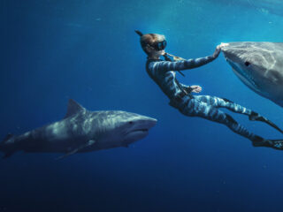 Deze muziek van Roger Goula en Sam Thompson hoor je in de documentaire 'Shark Whisperer'