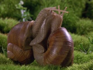 Microcosmos: Seksende slakken en de klankwereld van Bruno Coulais