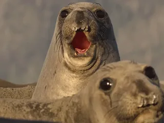 Deze muziek van Harry Gregson-Williams hoor je in de National Geographic documentaireserie 'Underdogs'