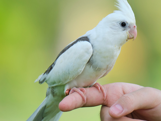 Valkparkiet zingt 'He's a pirate' en 'Imperial march'