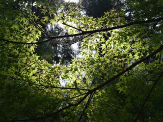 Deze 6 componisten lieten zich inspireren door bomen of bossen