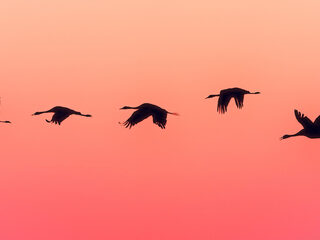 Dit vinden radiomakers de mooiste nieuwe muziek: 'Superfijn om naar te luisteren'