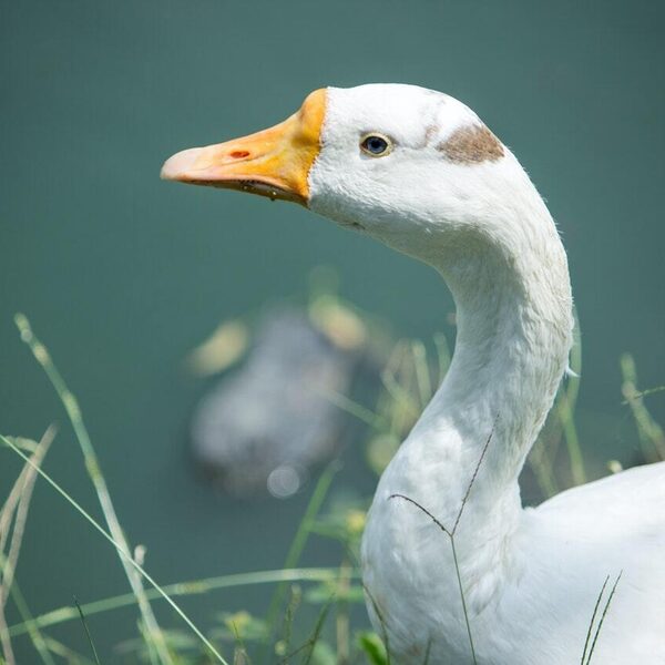 Concertgebouworkest in Ravels betoverende Ma Mère l’Oye