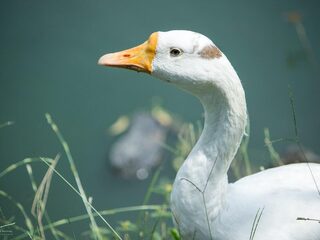 Concertgebouworkest in Ravels betoverende Ma Mère l’Oye