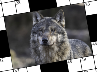 Evergreen Bonuspuzzel | Cryptisch