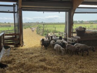 Bij de schapenboerderij in Den Burg, Texel
