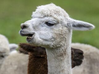 Handen uit de mouwen: NLdoet 2026 op NPO Radio 5