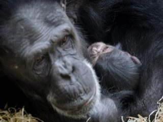 Chimpansees eten geen bananen en andere dierenfabels