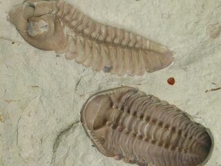 Gek beestje vernoemd naar Paul McCartney