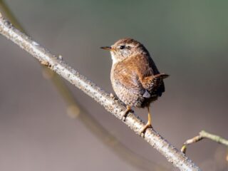 Nestkastjes voor vogels zijn in trek
