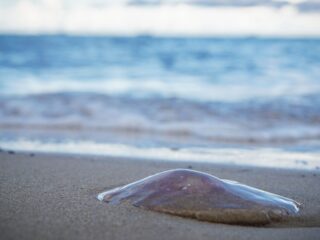 Dagje strand verpest door kwallenplaag? Niet nodig!