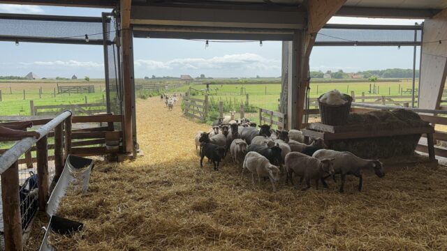 Bij de schapenboerderij in Den Burg, Texel
