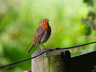 Uitzending 21 januari