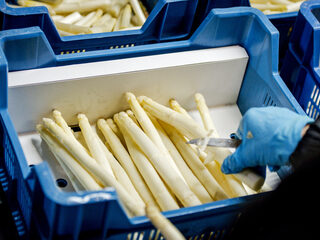 Asperges uit de muur in Woubrugge