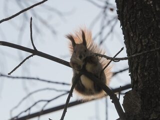 Podcast-tip: Ecoducten, Weggegooid Geld?