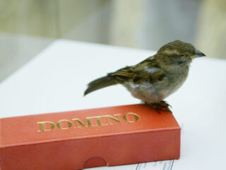 Dode dieren met een verhaal