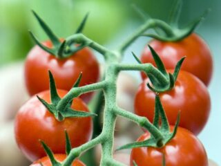 Zes miljoen snacktomaatjes gratis op te halen