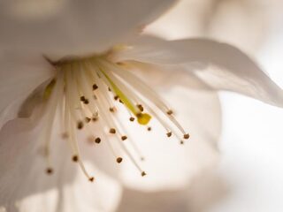 Speellijst 11 augustus