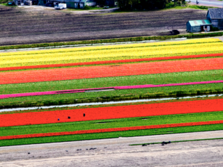 Keukenhof staat in het teken van romantiek